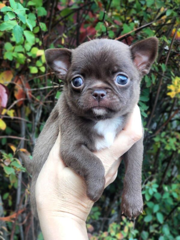 Midea Chihuahua Midea Chihuahua