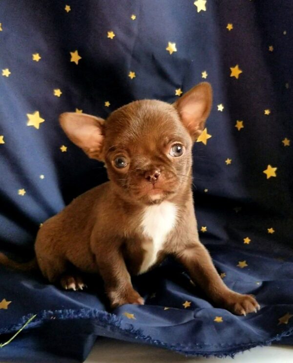 Midea Chihuahua Midea Chihuahua