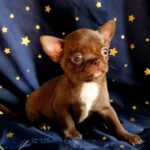 Midea-female-Chihuahua-puppy-for sale-4