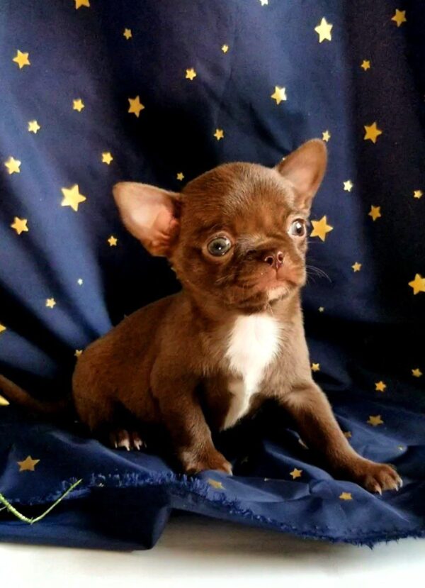 Midea Chihuahua Midea Chihuahua