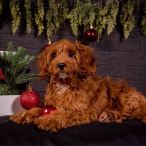 Milosh Cavapoo Milosh Cavapoo