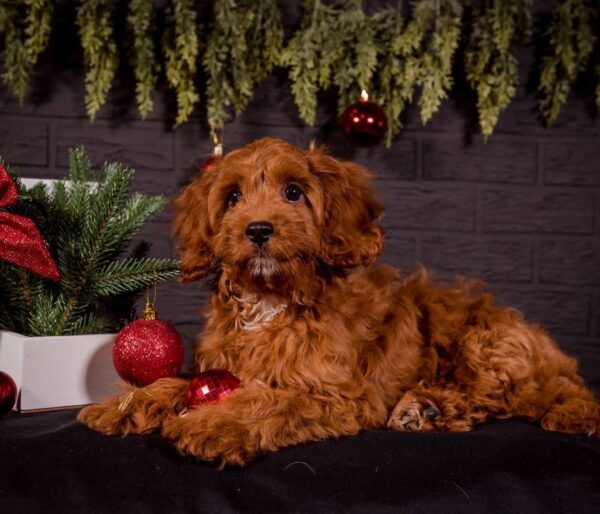 Milosh Cavapoo Milosh Cavapoo