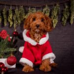 Milosh-male-Cavapoo-puppy-for-sale-3