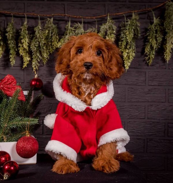 Milosh Cavapoo Milosh Cavapoo