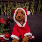Milosh-male-Cavapoo-puppy-for-sale-4