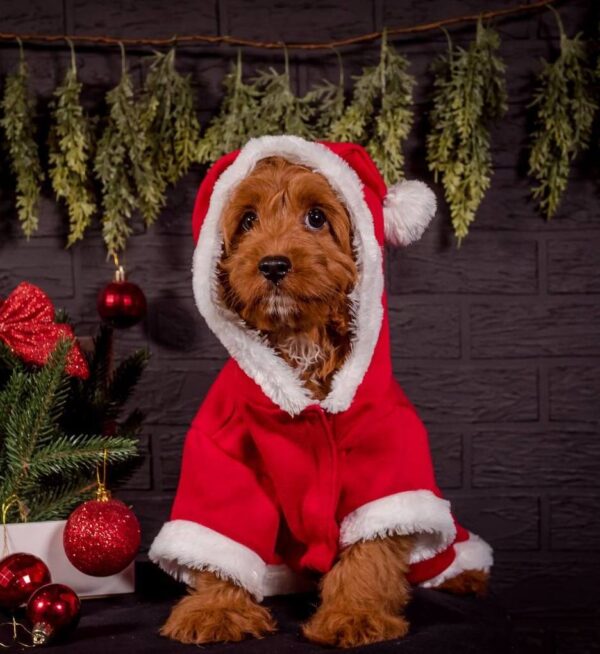 Milosh Cavapoo Milosh Cavapoo