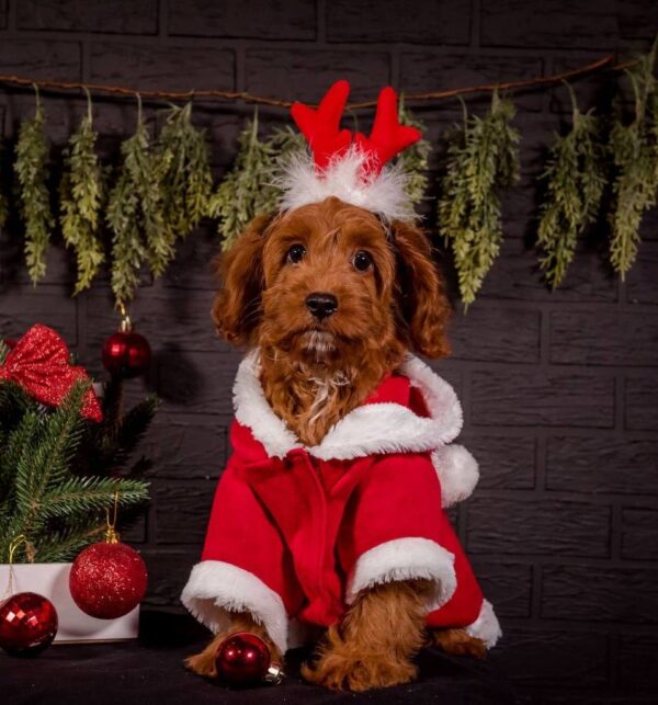 Milosh Cavapoo Milosh Cavapoo