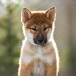 Minerva-female-Shikoku-puppy-for-sale-1