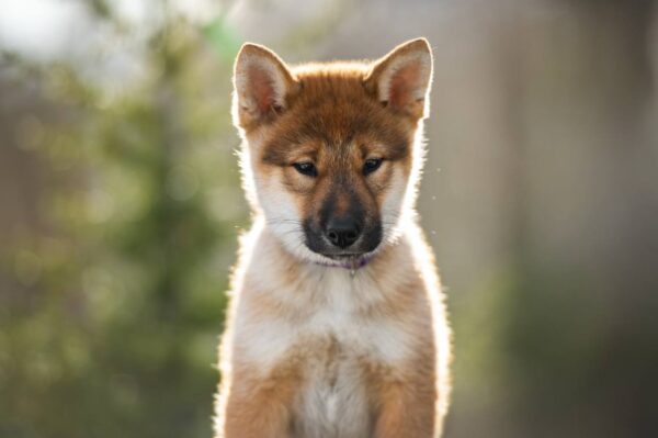 Minerva Shikoku Minerva Shikoku