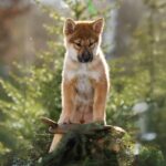Minerva-female-Shikoku-puppy-for-sale-2
