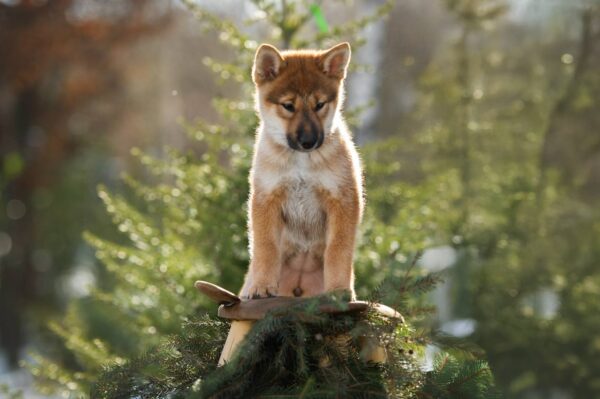 Minerva Shikoku Minerva Shikoku