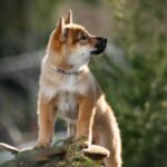 Minerva-female-Shikoku-puppy-for-sale-3