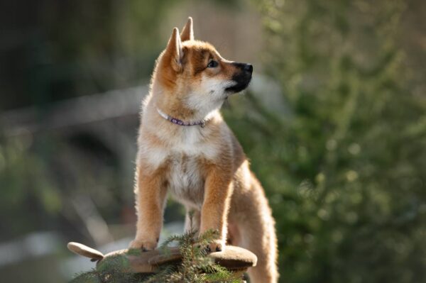 Minerva Shikoku Minerva Shikoku