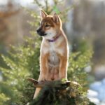 Minerva-female-Shikoku-puppy-for-sale-4