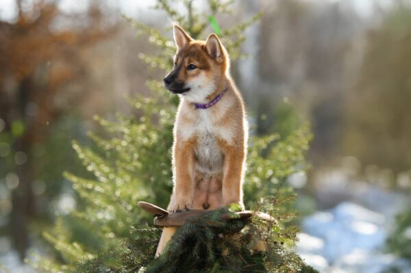 Minerva Shikoku Minerva Shikoku