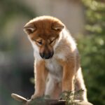 Minerva-female-Shikoku-puppy-for-sale-5