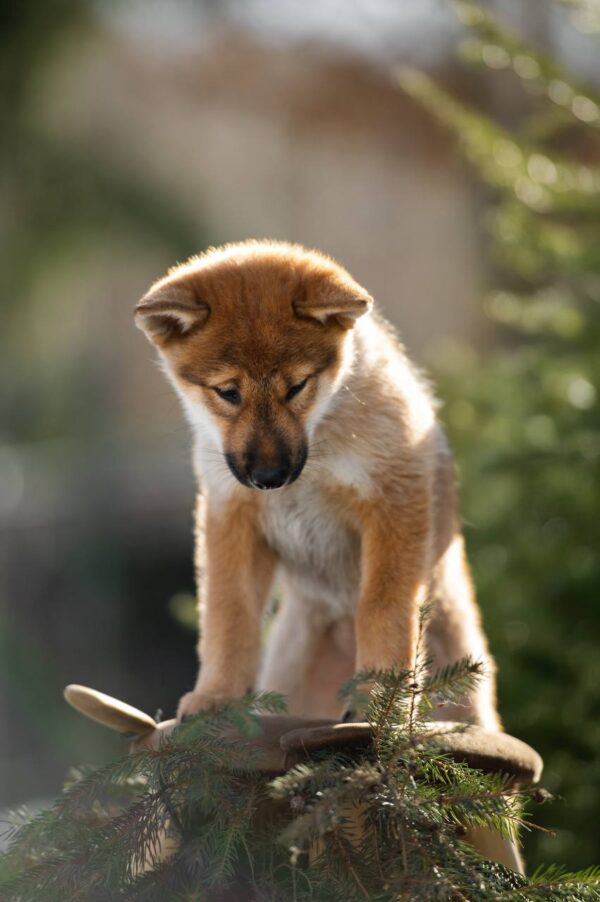 Minerva Shikoku Minerva Shikoku