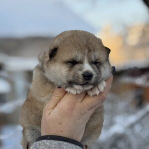 Momo Akita Momo Akita