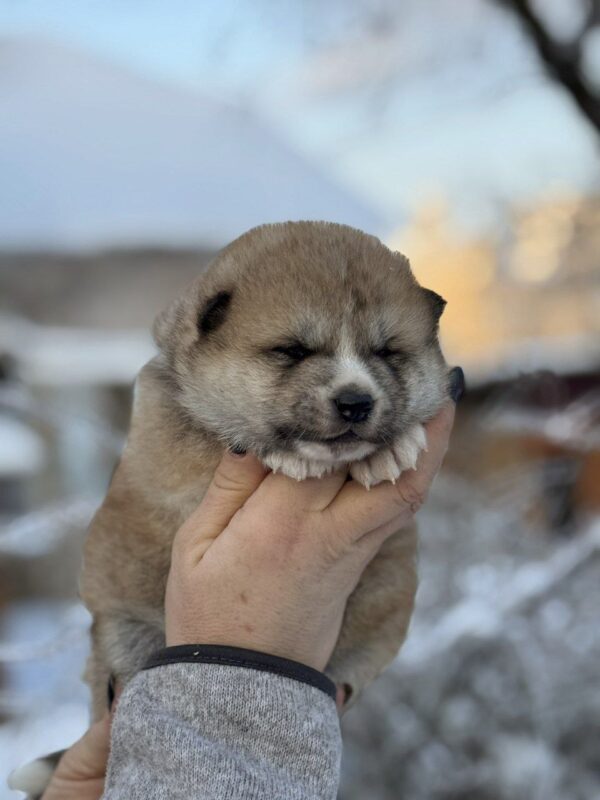 Momo Akita Momo Akita