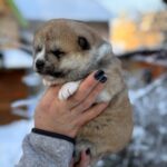 Momo-male-Akita-puppy-for-sale-2