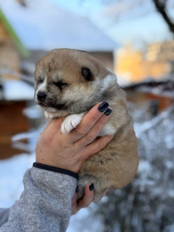 Momo Akita Momo Akita