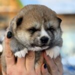 Momo-male-Akita-puppy-for-sale-3