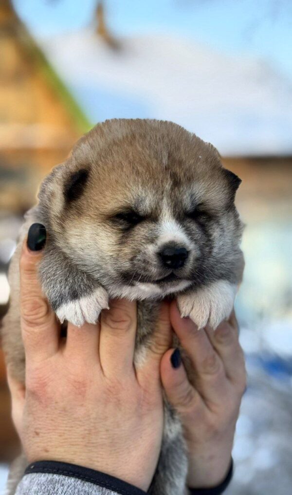 Momo Akita Momo Akita