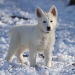 Mr-Blue-male-WSS-puppy-for-sale- (1)