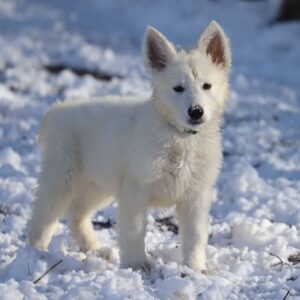 Mr Blue White Swiss Shepherd Mr Blue White Swiss Shepherd