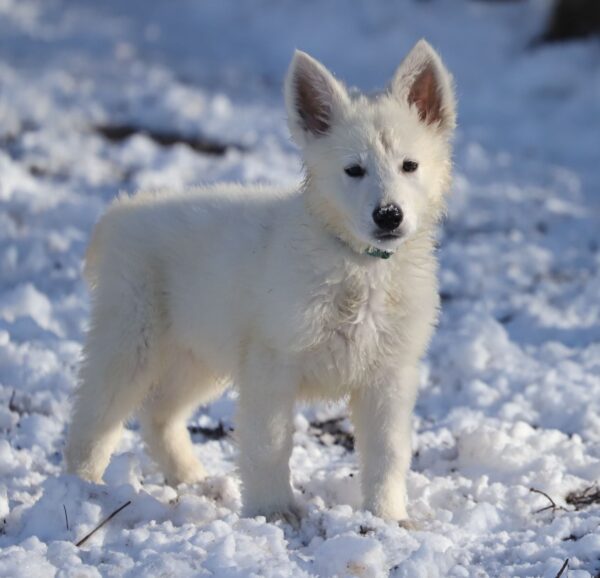 Mr Blue White Swiss Shepherd Mr Blue White Swiss Shepherd