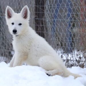Mr Blue White Swiss Shepherd Mr Blue White Swiss Shepherd
