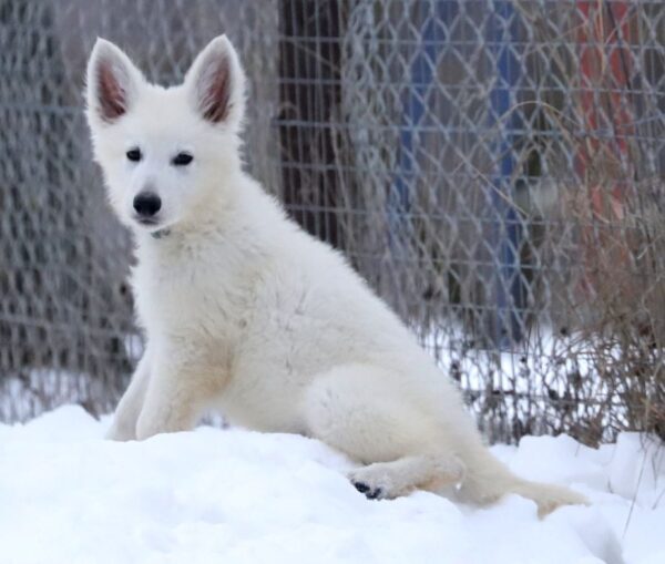 Mr Blue White Swiss Shepherd Mr Blue White Swiss Shepherd