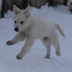 Mr-Dark-Blue-male-WSS-puppy-for-sale- (1)