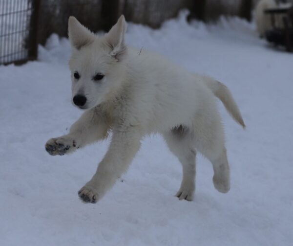 Mr Dark Blue White Swiss Shepherd Mr Dark Blue White Swiss Shepherd