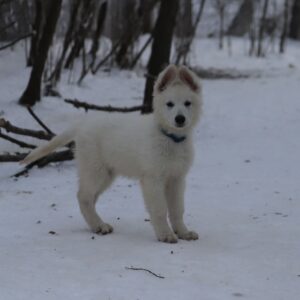 Mr Dark Blue White Swiss Shepherd Mr Dark Blue White Swiss Shepherd