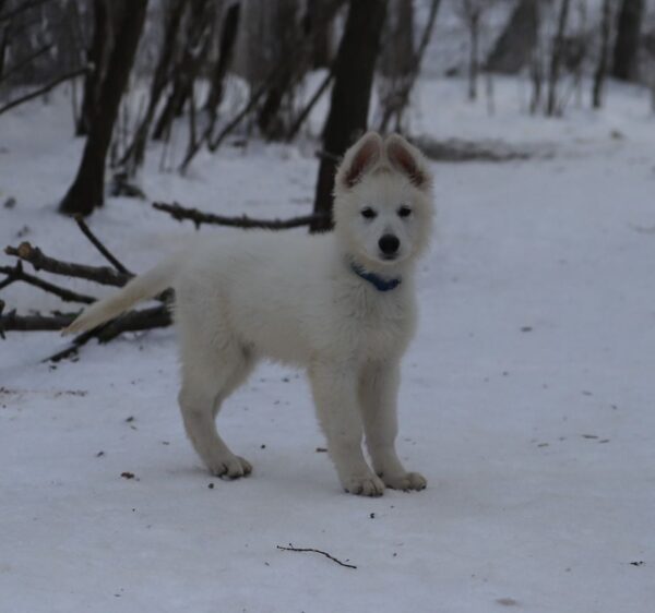 Mr Dark Blue White Swiss Shepherd Mr Dark Blue White Swiss Shepherd