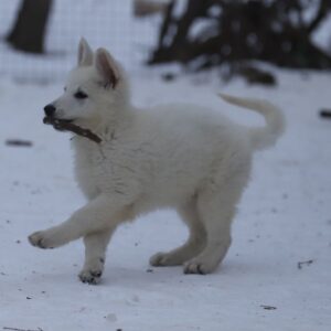 Mr Green White Swiss Shepherd Mr Green White Swiss Shepherd