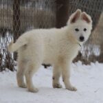 Mr-Green-male-WSS-puppy-for-sale- (2)