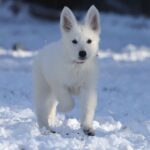 Ms-Pink-female-WSS-puppy-for-sale- (1)