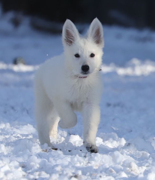 Ms Pink White Swiss Shepherd Ms Pink White Swiss Shepherd