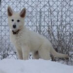 Ms-Pink-female-WSS-puppy-for-sale- (2)