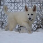 Ms-Pink-female-WSS-puppy-for-sale- (3)