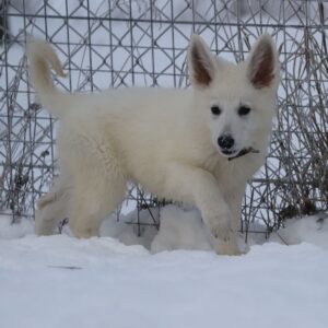 Ms Pink White Swiss Shepherd Ms Pink White Swiss Shepherd