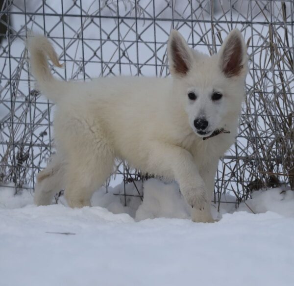 Ms Pink White Swiss Shepherd Ms Pink White Swiss Shepherd