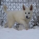 Ms-Pink-female-wss-puppy-for-sale-