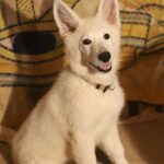 Ms-Pink-female-wss-puppy-for-sale-