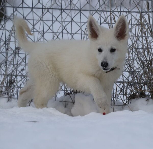 Ms Pink White Swiss Shepherd Ms Pink White Swiss Shepherd