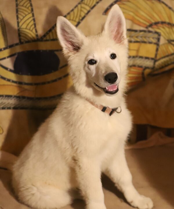 Ms Pink White Swiss Shepherd Ms Pink White Swiss Shepherd