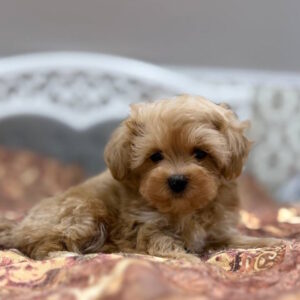 Nael Maltipoo Nael Maltipoo