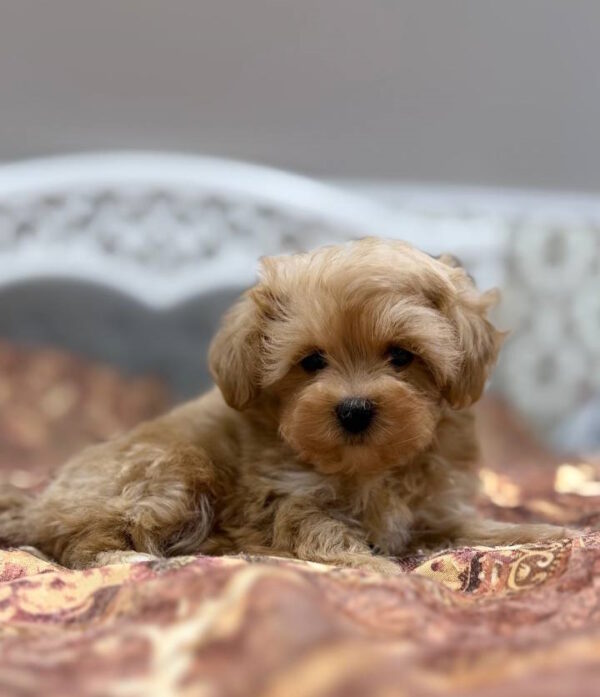 Nael Maltipoo Nael Maltipoo